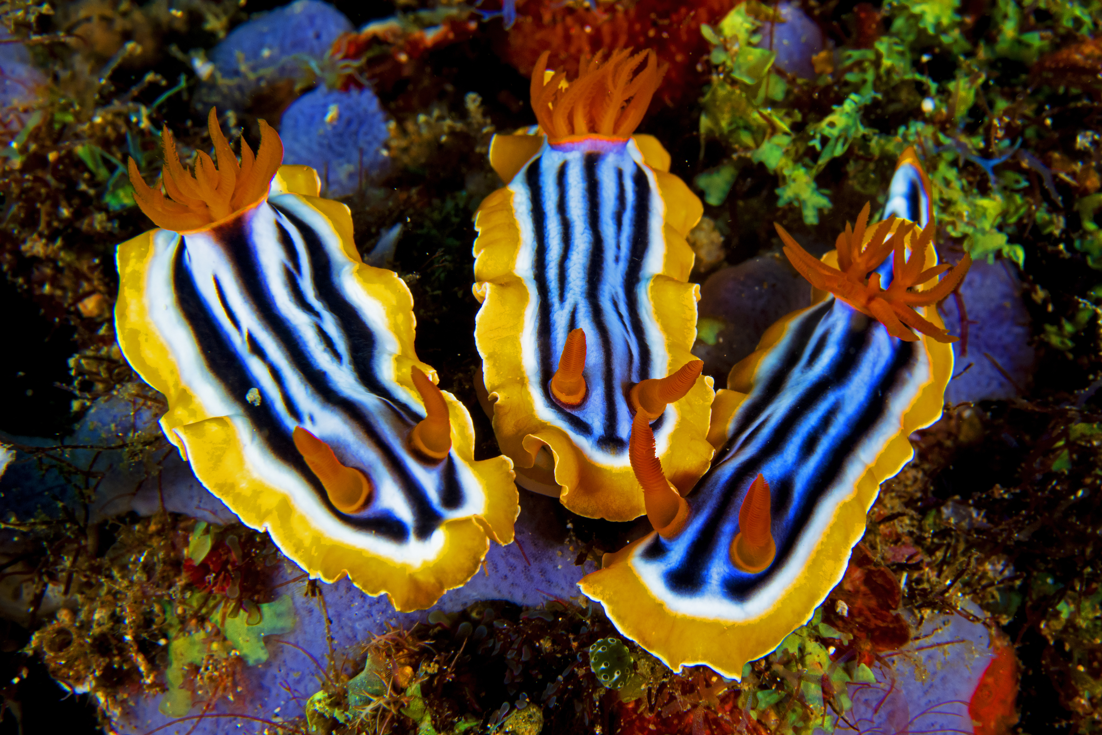 nudibranch trio